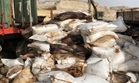 انهدام 11 کانتینر ذرت غیربهداشتی در هرمزگان
