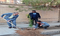 یزد/ غرس درخت توسط کارکنان اموال تملیکی