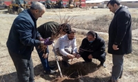 زنجان/ غرس نهال توسط کارکنان اموال تملیکی استان